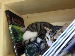 -芭比堂宠物医院·全科爱猫医院·仁德分院