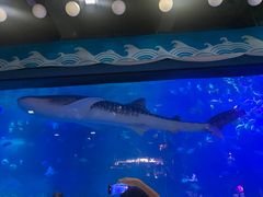 -烟台海昌鲸鲨海洋公园