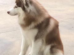-TrueLove @ Neverland (Husky Cafe)