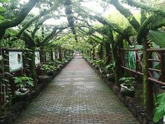 -呀路古热带植物园