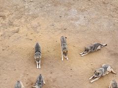 -鄂尔多斯野生动物园