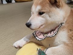 -逗柴咖啡屋·狗咖猫咖宠物桌游