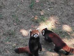 -石家庄市动物园