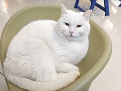 -平行世界·猫咖(首经贸店)