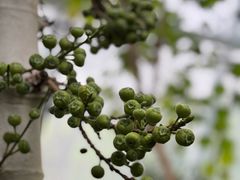 -北京植物园-展览温室