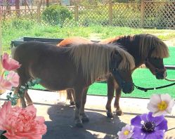 -萌宠亲子动物乐园(槐房万达店)