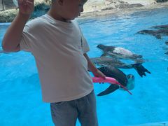 -帝企鹅自助餐厅•儿童岛•真企鹅(长隆企鹅酒店)