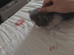 -欣宠猫屋·矮脚拿破仑·蓝金金渐层