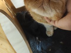 -豆逗聊愈猫阁Easy Life