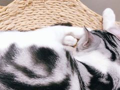 -藏猫猫咖啡主题馆(中央大道店)