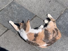 -鸿盛面庄(庆云北街2号院店)