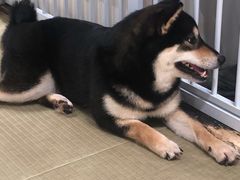 -逗柴咖啡屋·狗咖猫咖宠物桌游