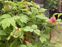 -江阴花鸟市场