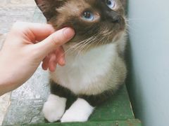 -猫咪博物馆(顶澳仔猫街店)