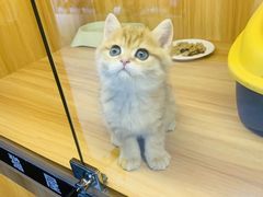 -欣宠猫屋·矮脚拿破仑·蓝金金渐层