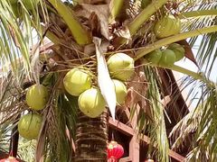 -呀诺达热带雨林