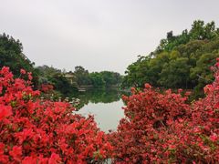 -中国科学院华南植物园