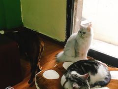 -李小姐の猫咖啡馆(五角场店)