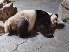 -上海野生动物园