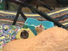-钓仓鼠(洋桥北里小区店)