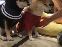 -逗柴咖啡屋·狗咖猫咖宠物桌游