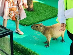 -七彩云南欢乐世界