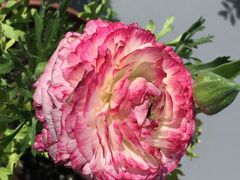 -南通洲际绿博园