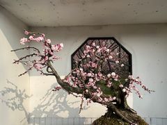 -香雪海