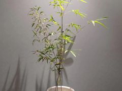 -眉州东坡(春秀路店)