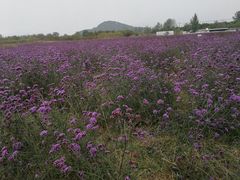 -北京东方普罗旺斯薰衣草庄园