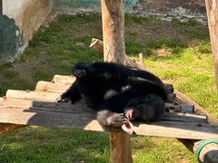 -西霞口神雕山野生动物世界