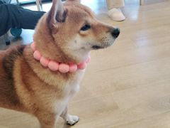 -南京Hallo宠物乐园·哈罗犬舍·柴犬繁育基地