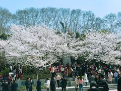 -武汉大学-樱园