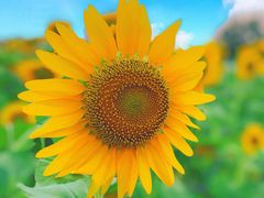 -汉长安城未央宫国家考古遗址公园