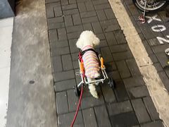 -瑞派天使宠物医院·神经外科·骨科·核磁(洛川中路店)