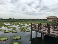 -荷塘月色湿地公园·向阳花洲