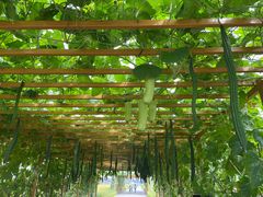 -中国天府农业博览园