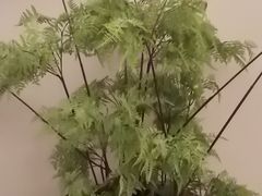 -浅深(世茂滨江精品店)