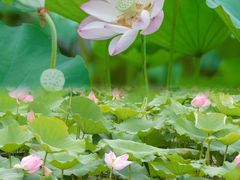 -田心森林公园