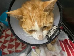 -瑞派康怡24h宠物医院·犬猫医疗中心·微创绝育(瑞景分院)