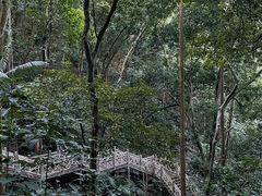 -南宁良凤江国家森林公园