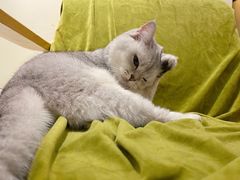-滚猫咖啡·猫咖·猫友好撸猫(未来城店)
