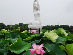 -荷塘月色湿地公园·向阳花洲