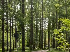 -黄海国家森林公园