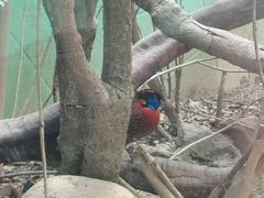 -广州长隆飞鸟乐园