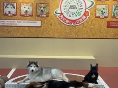 -和它·交个朋友·狗咖猫咖(爱琴海店)