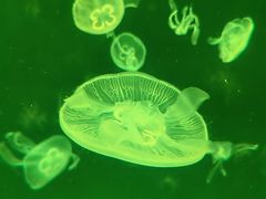 -上海海洋水族馆