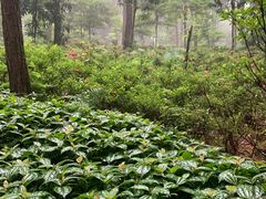 -铁山坪森林公园