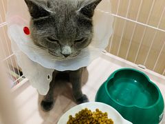 -藏猫猫咖啡主题馆(中央大道店)