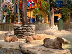 -北京野生动物园